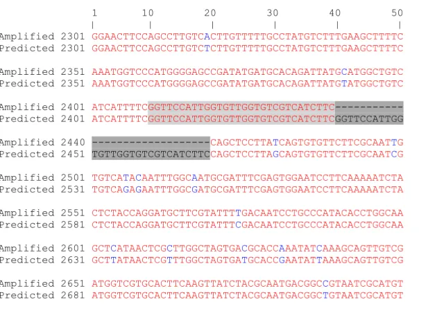 Figure 1. Alignment of Hco-pgp-13 amplified cDNA sequence from AA 2301 to 2651 with  predicted  sequence  of  Laing  et  al