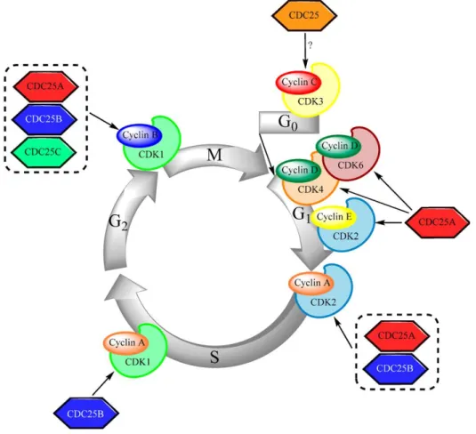 Figure 2 :  Représentation  schématique  de  la  régulation  du  cycle  cellulaire  par  les  complexes  CDK/cyclines, eux-mêmes contrôlés par les phosphatases CDC25 (Brenner et al., 2014).