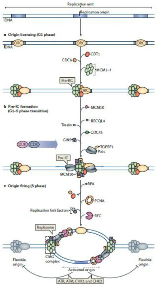 Figure 3 : Formation et activation des origines de réplication (Fragkos et al., 2015) 