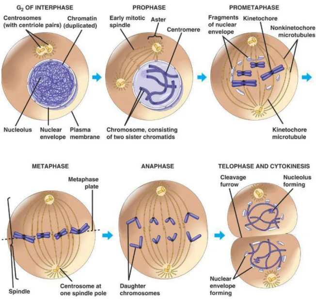 Figure 4: Phases de la mitose et de la cytocinèse dans une cellule animale. 