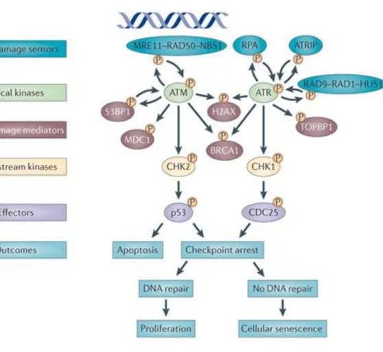 Figure 6: Représentation schématique de la cascade de détection et de réparation des dommages de  l’ADN (Sulli et al., 2012)