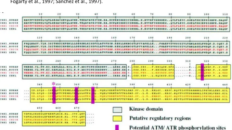 Figure 7: Alignement des séquences de Chk1 chez l’homme, la souris, la poule et le xénope (Zachos  et al., 2003a)