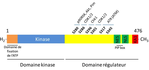 Figure 8 : Structure de la protéine Chk1 humaine, et de ses sites de phosphorylation (adapté de Zhang  and Hunter, 2014)
