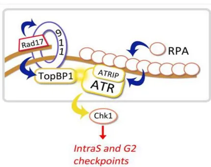 Figure 9: Activation de Chk1 en réponse à des dommages de l’ADN. L’apparition d’ADN simple brin  entraine le recrutement de RPA, qui se fixe ensuite à ATRIP et permet le recrutement du complexe  ATR/ATRIP à la chromatine