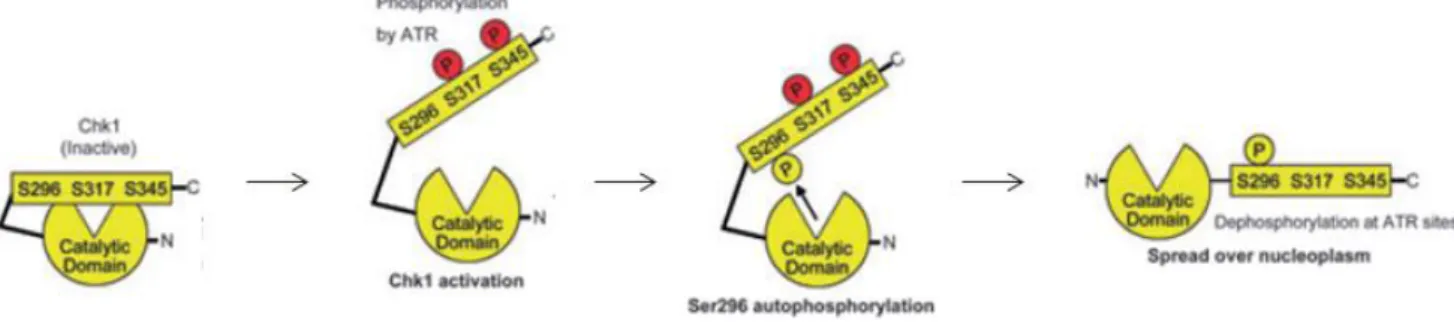 Figure 10: Modèle d’activation de Chk1 par  phosphorylation.  La phosphorylation de Chk1 par ATR 