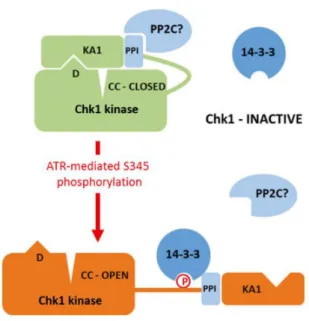 Figure 11: Modèle moléculaire de régulation de Chk1 (Smits and Gillespie, 2015) . 