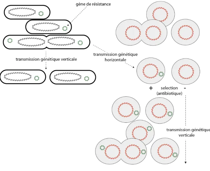 Figure	1	:	Importance	de	la	transmission		verticale	et	horizontale	de	l'information	génétique	