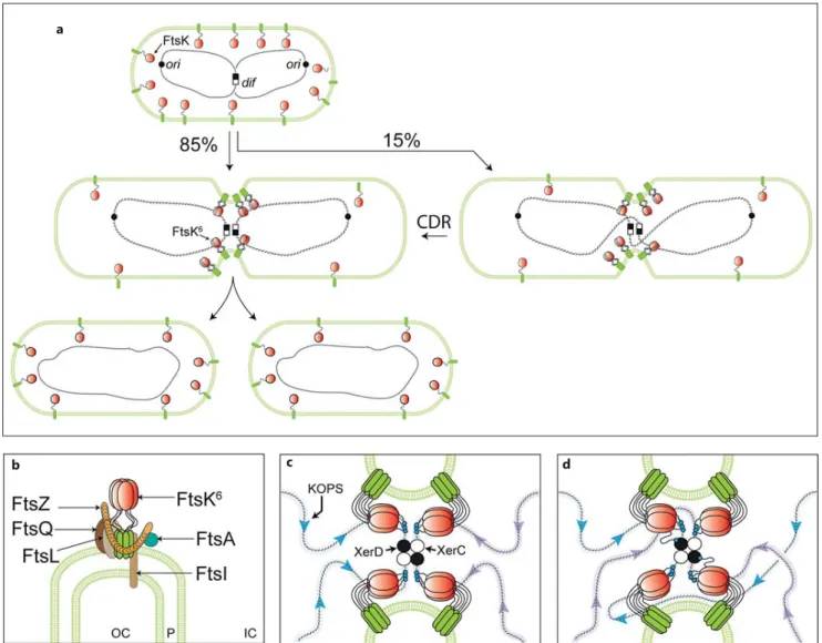 Fig. 2.   Roles of FtsK in vegetative growth.   a   Representation of the  localization of FtsK during the  E