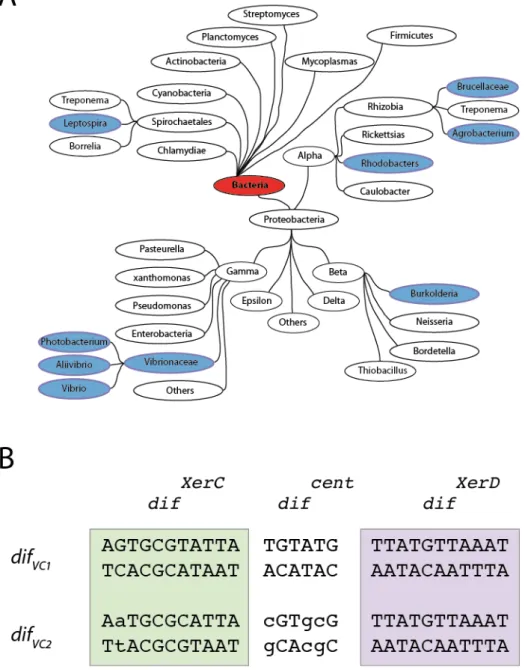 Figure	 6	 :	 Les	 bactéries	 multichromosomiques.	 A	 :	 Représentation	 de	 la	 phylogénie	 des	