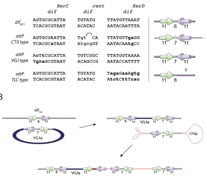 Figure	7	:	Les	trois	classes	d'IMEXs	définies	par	le	site	de	recombinaison	de	leurs	paradigmes.	 A	:	Séquences	du	site	dif VC1 	(cf	Figure	5)	et	des	sites	attP	(attachment	phage)	des	trois	classes	 d'IMEXs	:	classe	I	:	CTX,	classe	II	:	VGJ	et	classe	III	:	TLC.	Les	divergences	de	séquences	sont	 représentées	par	les	paires	de	bases	en	minuscule	et	gras.	Les	sites	du	paradigme	de	chaque	 classe	d'IMEXs	sont	schématisés	:	la	flèche	verte	correspond	au	bras	de	fixation	pour	XerC	et	la	 flèche	violette	correspond	au	bras	de	fixation	pour	XerD.	La	longueur	en	paires	de	bases	est	 indiquée	 en	 dessous	 du	 schéma.	 Le	 point	 d'interrogation	 schématise	 l'absence	 du	 bras	 de	 fixation	pour	XerD	du	bactériophage	TLC.	B	:	Intégration	concertée	des	bactériophages	(φ)	VGJ	 et	CTX	et	reconstruction	d'un	site	dif VC1	 fonctionnel.	Le	bactériophage	VGJ	s'intégre	en	premier,	