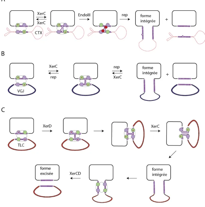 Figure	 8	 :	 Diversité	 des	 mécanismes	 d'intégration	 des	 IMEXs	 de	 classe	 I	 :	 CTX,	 II	 :	 VGJ	 et	 III	 :		