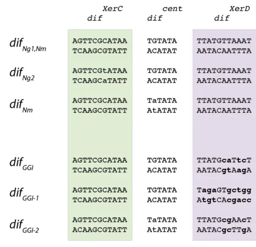 Figure	 10	 :	 Séquences	 des	 sites	 de	 recombinaison	 retrouvés	 sur	 les	 chromosomes	 de	