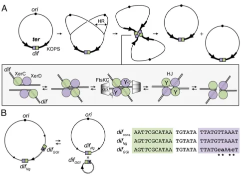 Fig. 2. XerC Ng and XerD Ng bind to dif Ng and dif GGI . EMSA experiment showing