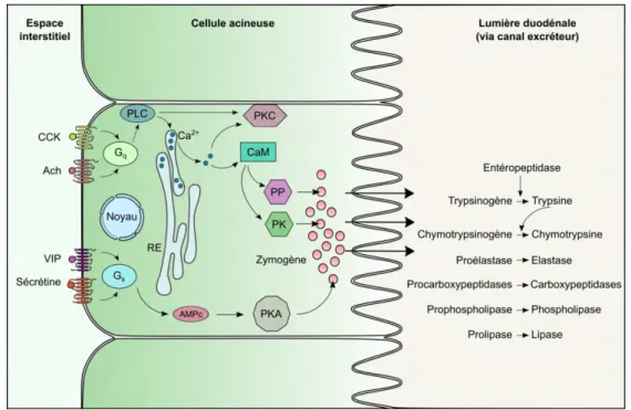 Figure 3 : La cellule acineuse et la synthèse des enzymes digestives. 