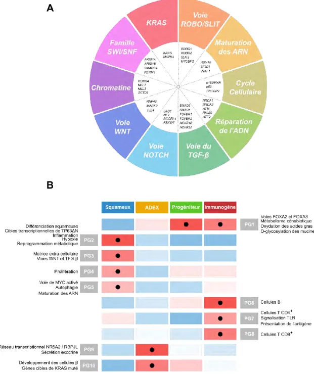 Figure 10 : Voies moléculaires altérées et classification des sous-types d’ADK d’après Bailey et al