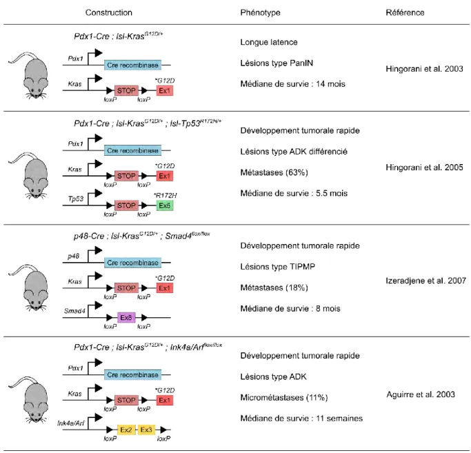 Figure 13 : Principaux modèles murins conditionnels d’ADK 
