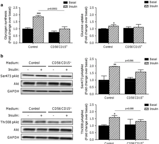 Figure 6. Insulin sensitivity of myotubes pre-incubated with differentiated CD56 − CD15 +