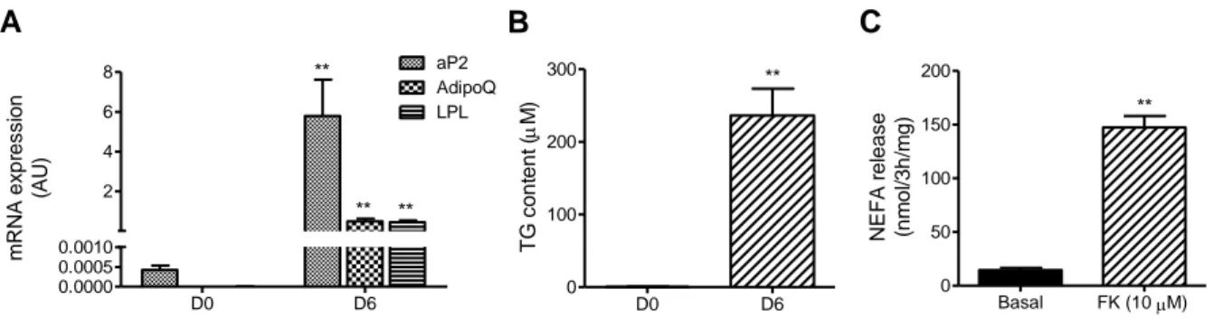 Figure 16. Caractérisation des cellules CD56 -  CD15 +  cultivées en conditions adipogéniques 