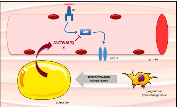 Figure  18.  Modèle représentant l’impact des progéniteurs fibro/adipogéniques différenciés en  adipocytes sur les fibres musculaires 