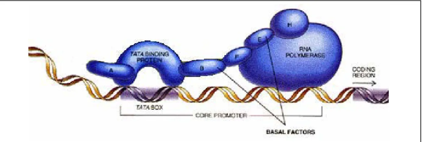 Figure 1: Schematic representation of the transcription initiation complex, which displays common core  promoter elements and associated factors such as RNA polymerase (RNA POL II), TATA box Binding protein  (TBP), and general factors TF (A, B, F, E and H)