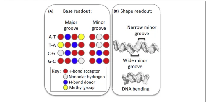 Figure 3: Base and shape readout contribute to TF–DNA binding specificity. (A) Base readout describes  direct interactions between amino acids and the functional groups of the bases
