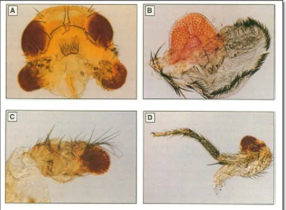 Figure 4: GAL4-driven ectopic expression of Eyeless induces the formation of eye- eye-like structures in various adult tissues, such as the antennae (A) and (C), the wing  (B), or the leg that display an eye-outgrowth on the base of the tibia (D) (Halder  