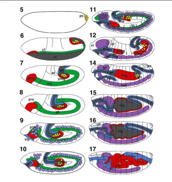 Figure  8:  Schematic representation  of the successive  stages of  Drosophila  embryogenesis, with all embryos shown in lateral view