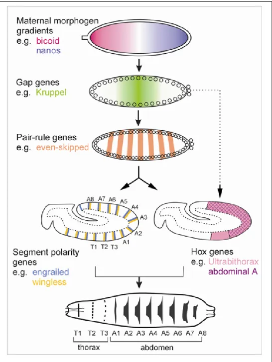Figure  9:  An overview of maternal and zygotic  segmentation genes, which  progressively define and differentiate the anteroposterior pattern of the fly  embryonic segments (Sanson, 2001)