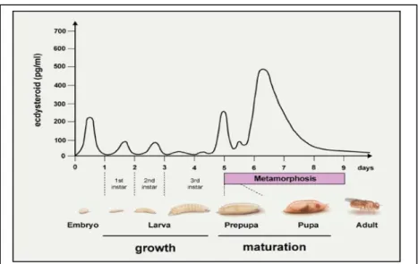 Figure 11: Ecdysone pulses provide temporal control to the major  developmental transitions that occur throughout Drosophila  development (Guttman and Rinn, 2012; Thummel, 1995)