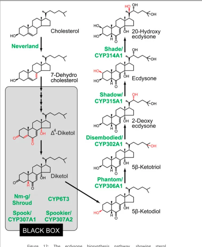 Figure  12: The ecdysone  biosynthesis pathway, showing sterol  intermediates and known enzymes of the pathway (Niwa and Niwa, 2014)