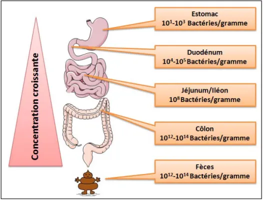 Figure	1:	Répartition	céphalo‐caudale	des	bactéries	intestinales	au	sein	du	tube	digestif.	