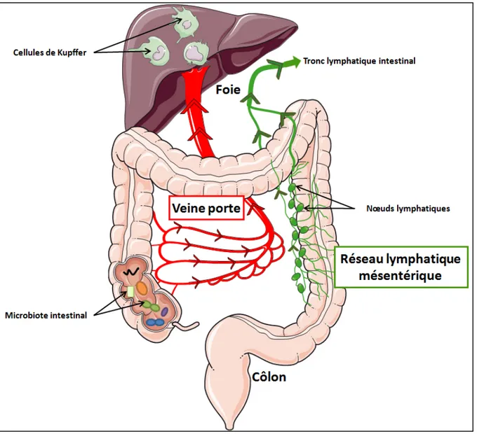 Figure	8:	Organisation	anatomique	du	drainage	sanguin	et	lymphatique	de	l’intestin.	