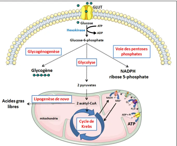 Figure	10:	Les	quatre	devenirs	possibles	du	glucose	intracellulaire.	
