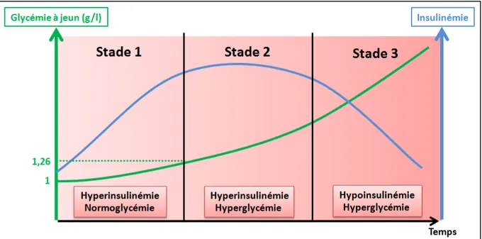 Figure	 17:	 Représentation	 simplifiée	 de	 la	 progression	 de	 l’insulinorésistance	 lors	 de	 développement	du	diabète	de	type	2.	