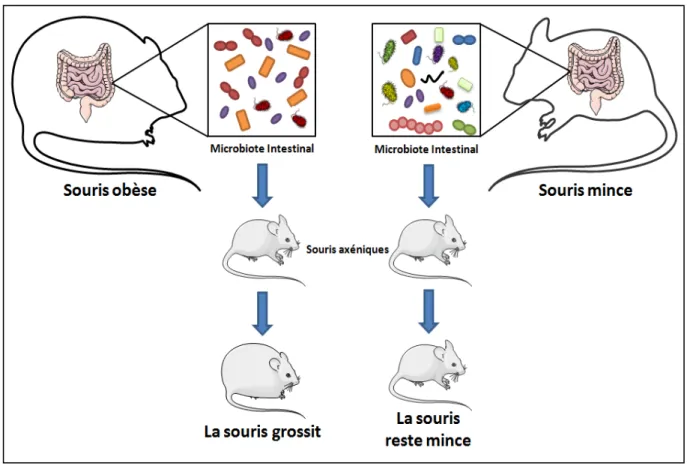 Figure	 18:	 Colonisation	 des	 souris	 axéniques	 avec	 le	 microbiote	 de	 souris	 minces	 ou	 obèses.	