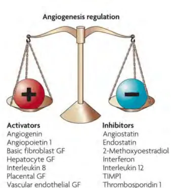 Figure  8 :  La  balance  angiogénique.  La  régulation  de  l'angiogenèse  est  un  équilibre  entre  les  facteurs  pro-