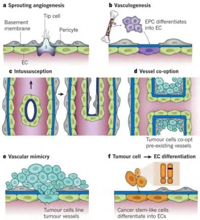 Figure  11 :  Différents  mécanismes  de  formation  des  vaisseaux.  A)  Sprouting  angiogénique