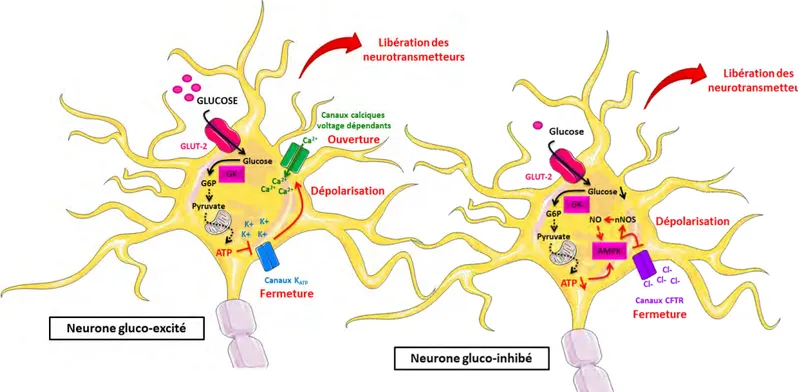 Figure 7: Les neurones glucosensibles. 