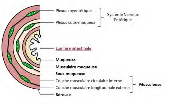Figure 9: Coupe transversale de l’intestin grêle. 