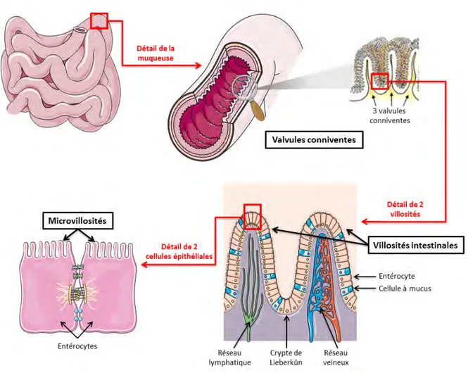 Figure 10: Valvules, villosités et microvillosités intestinales. 