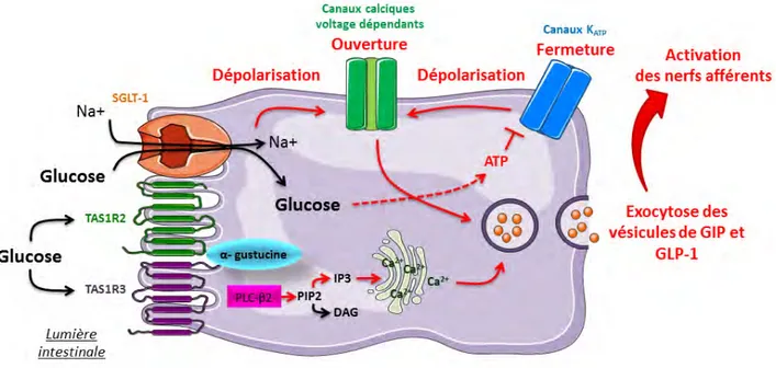 Figure 20: Détection du glucose par les cellules entéro-endocrines. 