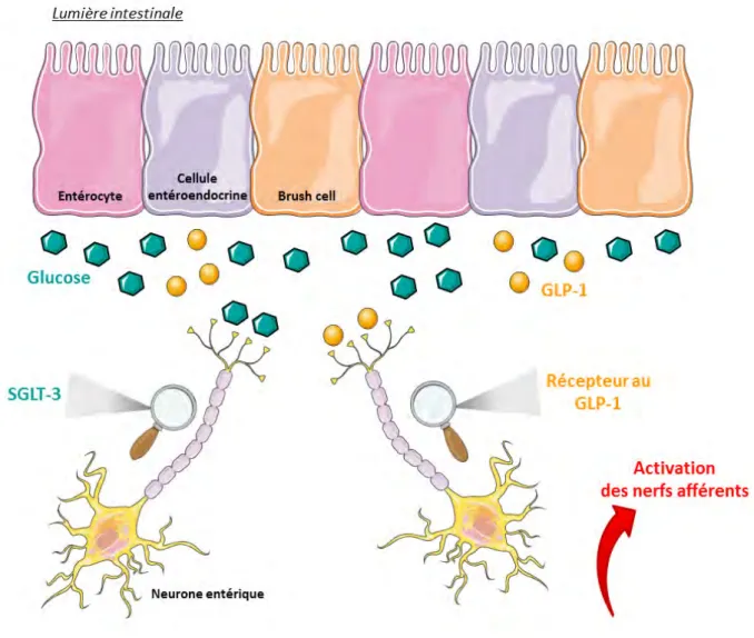 Figure 21: Détection du glucose par les neurones entériques. 