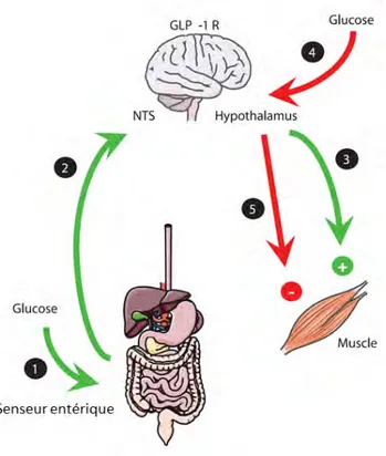 Figure 22: Axe intestin-cerveau et utilisation périphérique de glucose (d’après Knauf et al