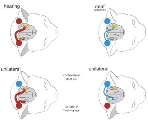 Figure 3.1 – Représentation corticale suite à une stimulation mo- mo-naurale chez le chat sain, sourd bilatéral et présentant une surdité unilatérale totale (SSD)
