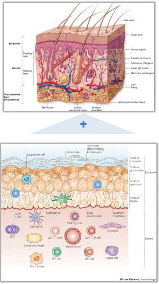Figure 1: Anatomie de la peau et effecteurs cellulaires. 565
