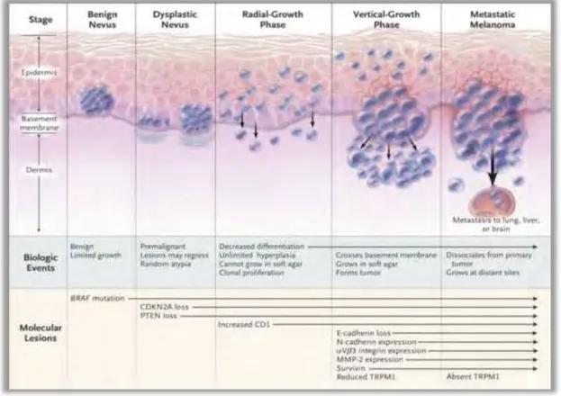 Figure 4: Évènements biologiques et changements moléculaires durant la progression du mélanome