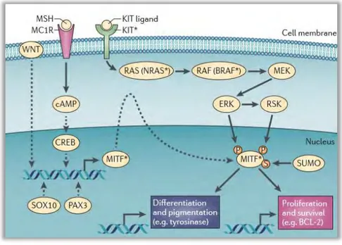 Figure 6: Différenciation mélanocytaire: l’axe MITF. 199