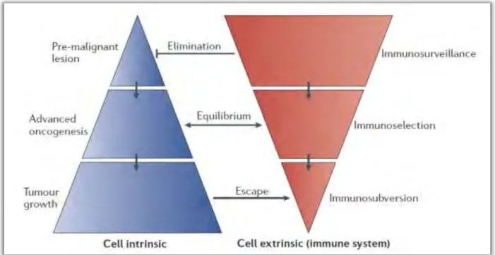 Figure 8: Relation entre les aspects cellulaires intrinsèques et extrinsèques de la progression tumorale