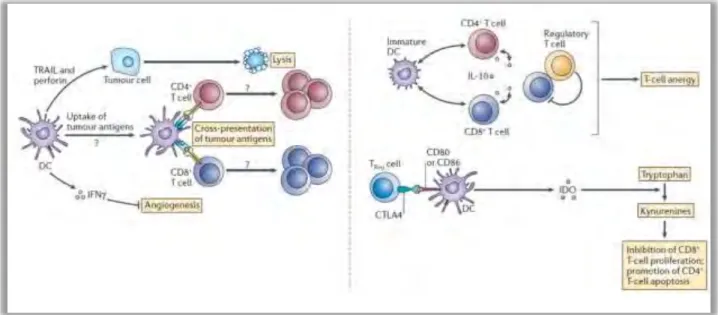 Figure 9: Mécanismes d’immunosurveillance (gauche) et d’échappement immunitaire (droite) des DC dans le  cancer