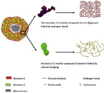 FIGURE A-15. Modèle structural des granules aérobies, proposé par Caudan et al. (2014)  
